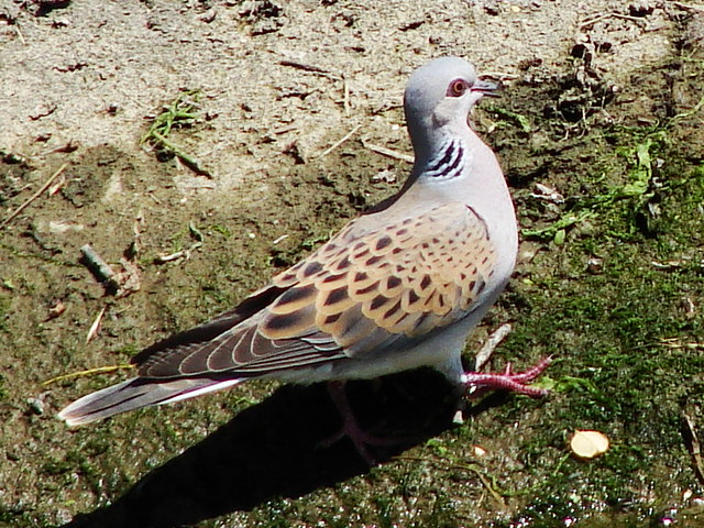 tortora selvatica